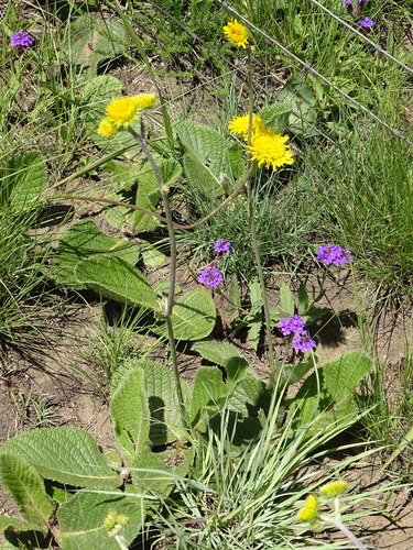 Image of Berkheya setifera by (c) Shaun Swanepoel, some rights reserved (CC BY)