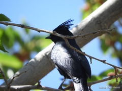 Phainopepla nitens