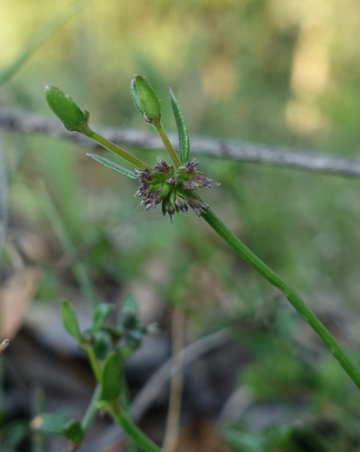 Image of Opercularia varia by (c) yatesy, some rights reserved (CC BY)