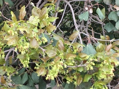 Acer obtusifolium