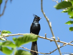 Phainopepla nitens