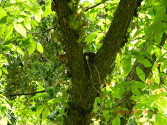 Thryothorus ludovicianus