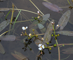 Sagittaria natans