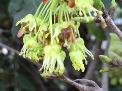 Acer obtusifolium