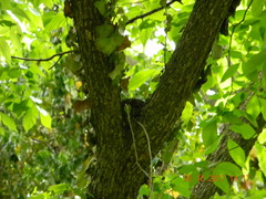 Thryothorus ludovicianus