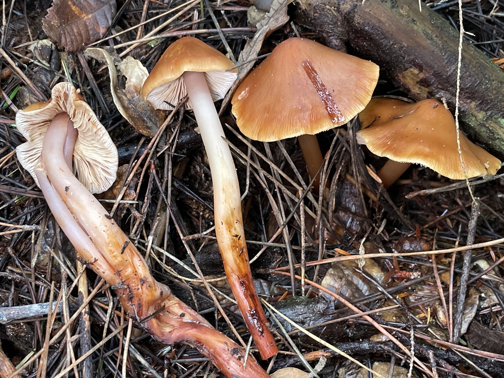 Phaeocollybia dissiliens