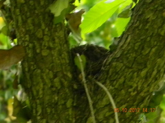 Thryothorus ludovicianus