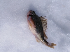 Gymnocephalus cernua