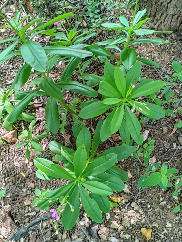 Talinum fruticosum