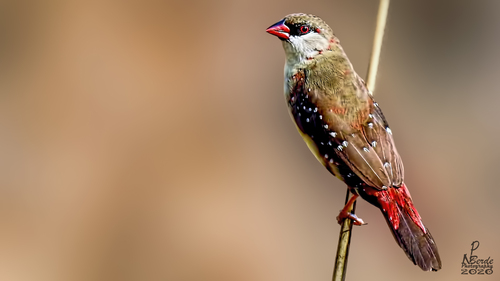 Bengali rouge, femelle