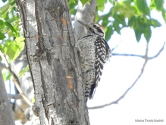 Dryobates scalaris