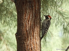 Dryobates scalaris