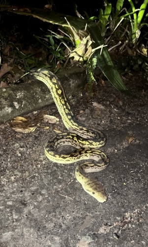 Australian Scrub Python sighting