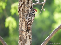 Dryobates scalaris