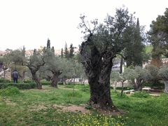 Olea europaea