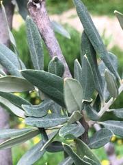Olea europaea