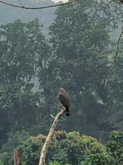 Rupornis magnirostris magnirostris