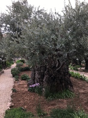 Olea europaea