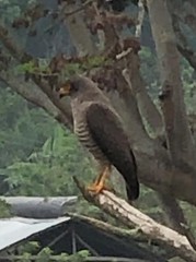 Rupornis magnirostris magnirostris