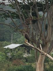 Rupornis magnirostris magnirostris