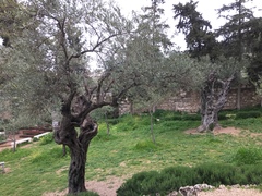 Olea europaea