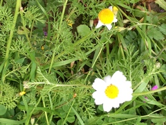 Anthemis pseudocotula