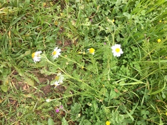 Anthemis pseudocotula