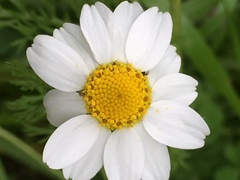 Anthemis pseudocotula