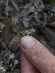 Pseudacris triseriata