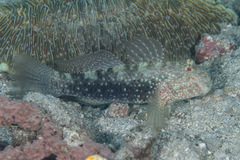 Mud Reef-Goby photo 4