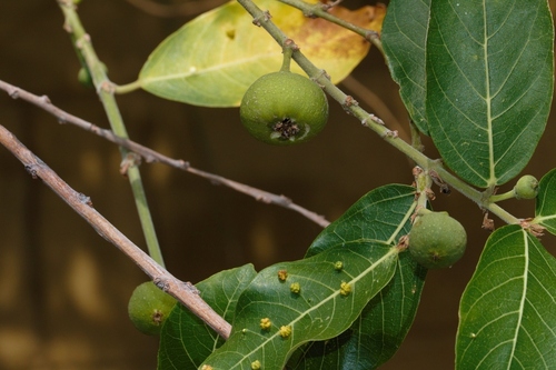 Rough-Leaved Fig Tree (Ficus capreifolia)