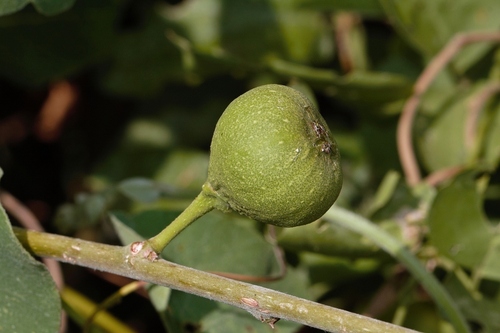 Ficus capreifolia, photograph 1