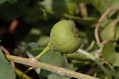 (c) i_c_riddell, some rights reserved (CC BY) Ficus capreifolia, photograph (c) i_c_riddell, some rights reserved (CC BY)