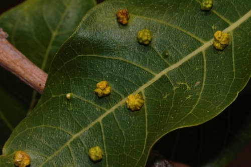 Ficus capreifolia, photograph 2