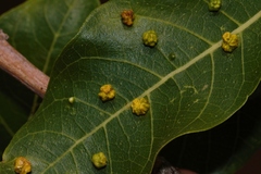 (c) i_c_riddell, some rights reserved (CC BY) Ficus capreifolia, photograph (c) i_c_riddell, some rights reserved (CC BY)