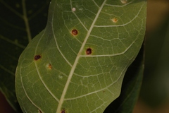 (c) i_c_riddell, some rights reserved (CC BY) Ficus capreifolia, photograph (c) i_c_riddell, some rights reserved (CC BY)