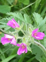 Erodium moschatum