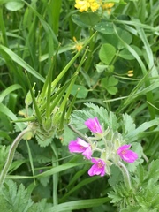 Erodium moschatum