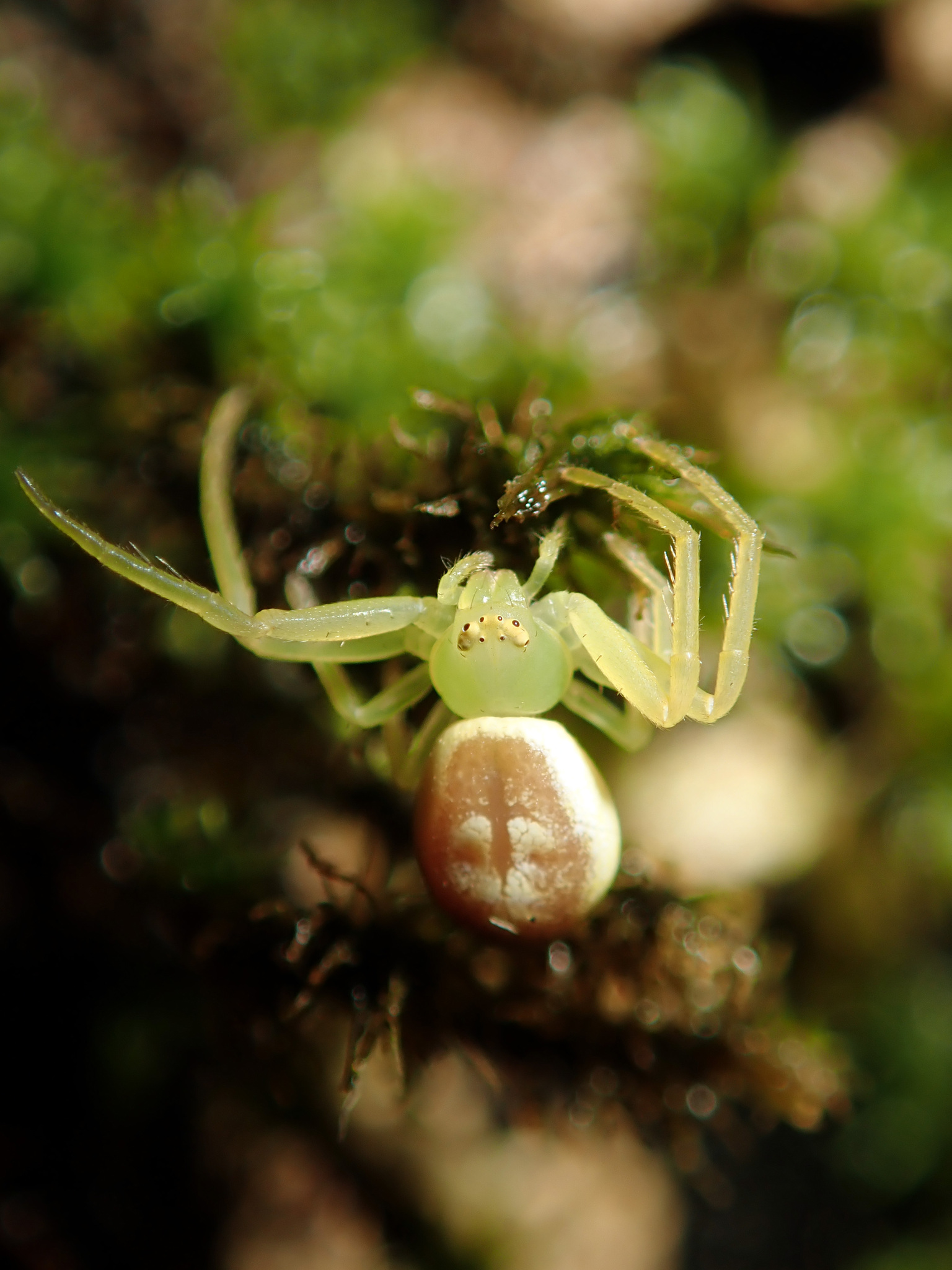 Flower Spiders (Genus Diaea) · iNaturalist