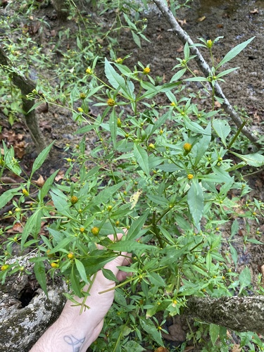 purplestem beggarticks (Bidens connata)