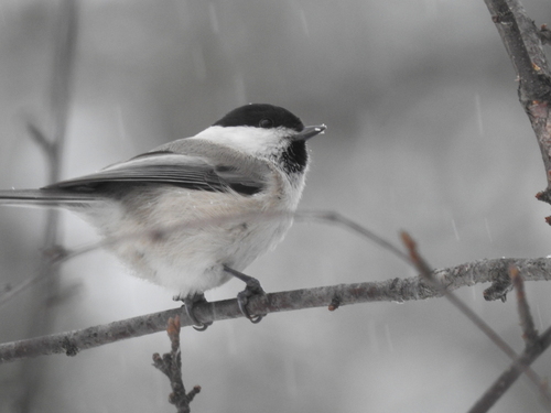 Weidenmeise (Poecile montanus)