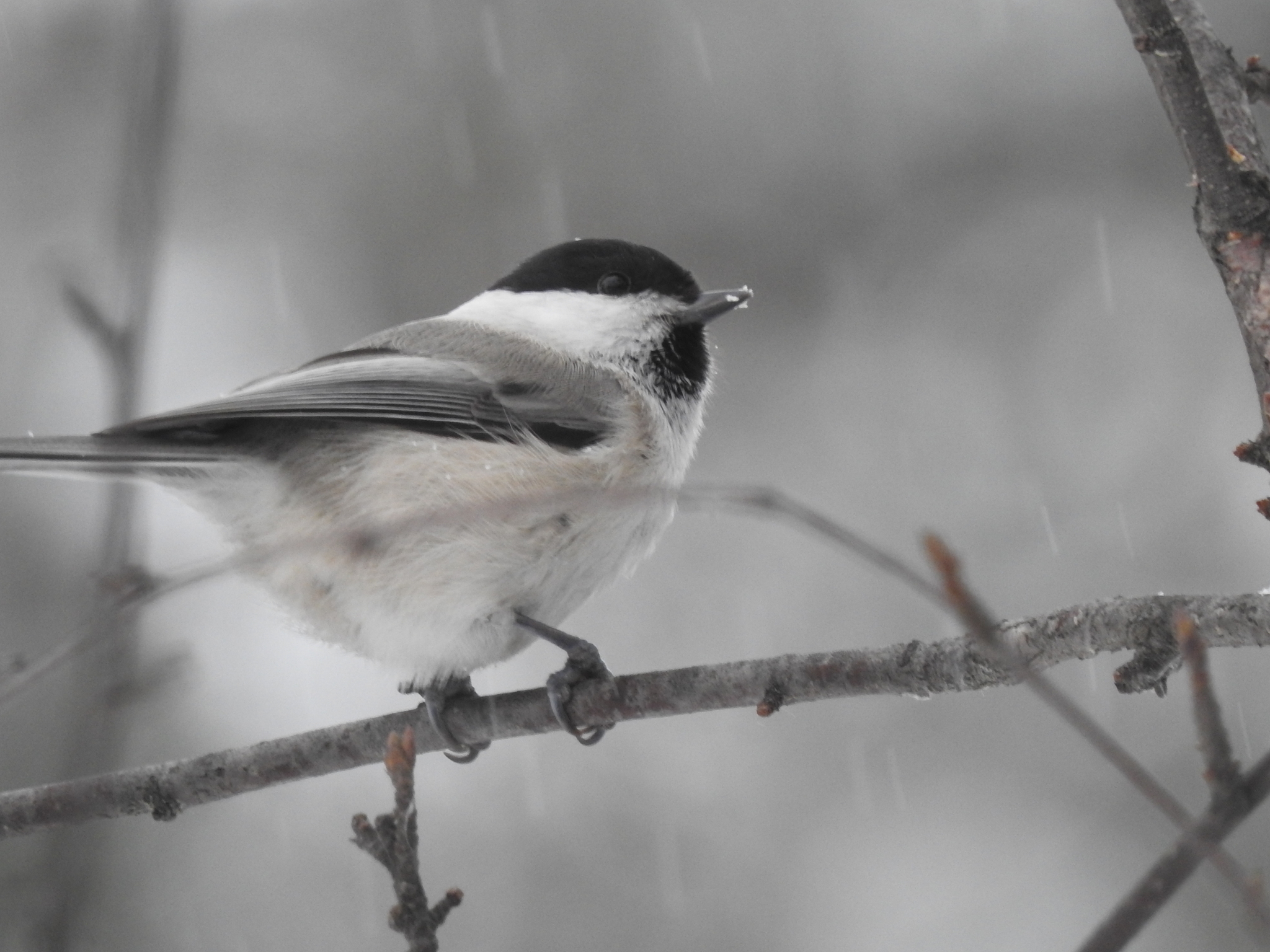 Willow Tit (Poecile montanus)