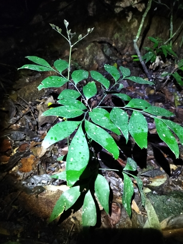Image of Bowenia spectabilis by (c) Matthew Borella, some rights reserved (CC BY)