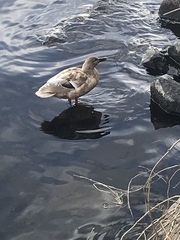 Anas platyrhynchos domesticus