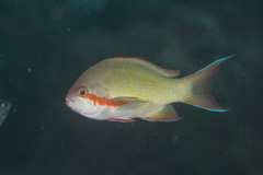 Pseudanthias huchtii