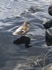 Anas platyrhynchos domesticus