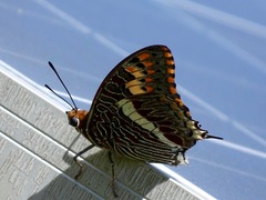 Charaxes
