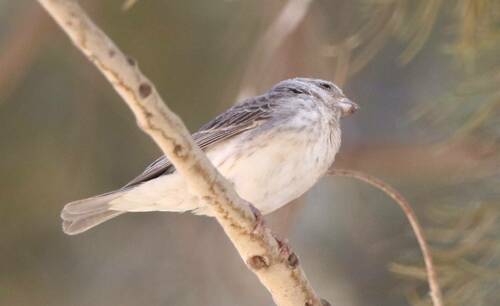 White-rumped Seedeater (Crithagra leucopygia), photo 9