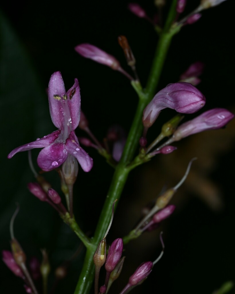 Odontonema nitidum from Bouillante, Guadeloupe on November 10, 2023 at ...