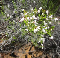Erica simulans